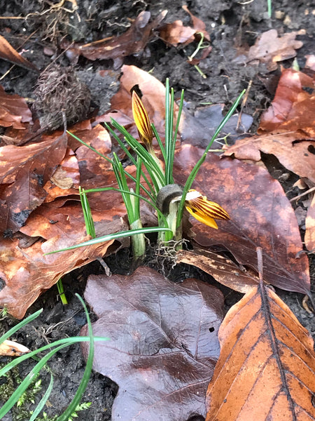 Purple and Turkish Blue Persian style Large Pill Box - Stud Earing Jewellery Box